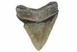 Serrated, Fossil Megalodon Tooth - North Carolina #357367-1